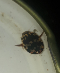 Thermonectus zimmermani