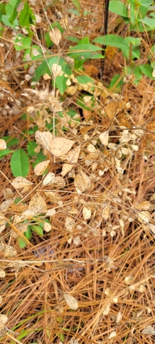 buckroot (Pediomelum canescens)