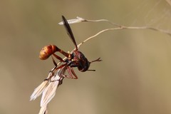 Physocephala marginata