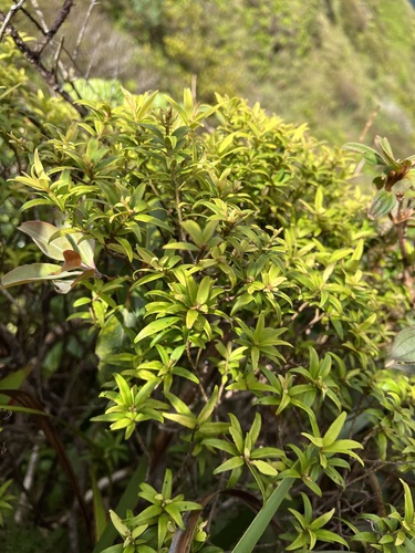 Myrsine petiolata observed 2023-09-26