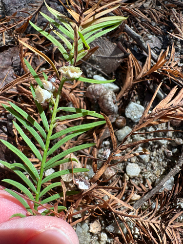 Unknown species found near Auburn, AL, US