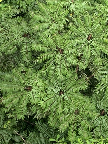 Koordersiodendron pinnatum observed 2025-10-11