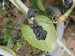 Basella alba