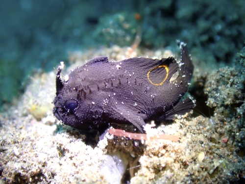 Deepwater frogfish (Nudiantennarius subteres) — Antennariidae