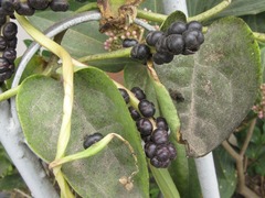 Basella alba
