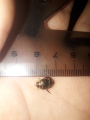 Thermonectus zimmermani