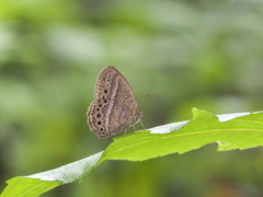 Mycalesis janardana