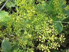 Foeniculum