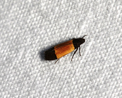 Anacampsis coverdalella