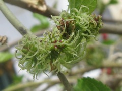 Morus alba