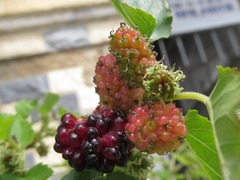 Morus alba