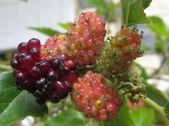 Morus alba