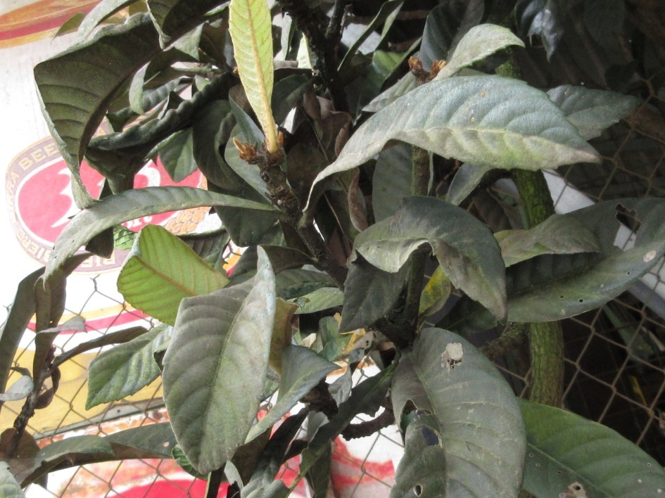 Rhaphiolepis bibas (Rhaphiolepis bibas)