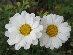 Argyranthemum frutescens