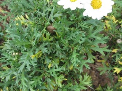 Argyranthemum frutescens