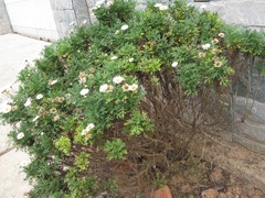 Argyranthemum frutescens