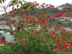 Euphorbia pulcherrima