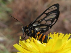 Syntomini