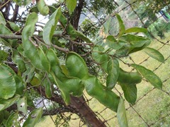 Fabaceae