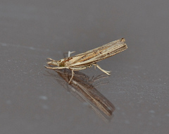 Fissicrambus profanellus