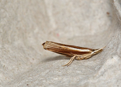 Fissicrambus profanellus