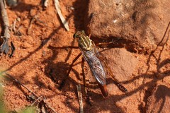 Diogmites angustipennis