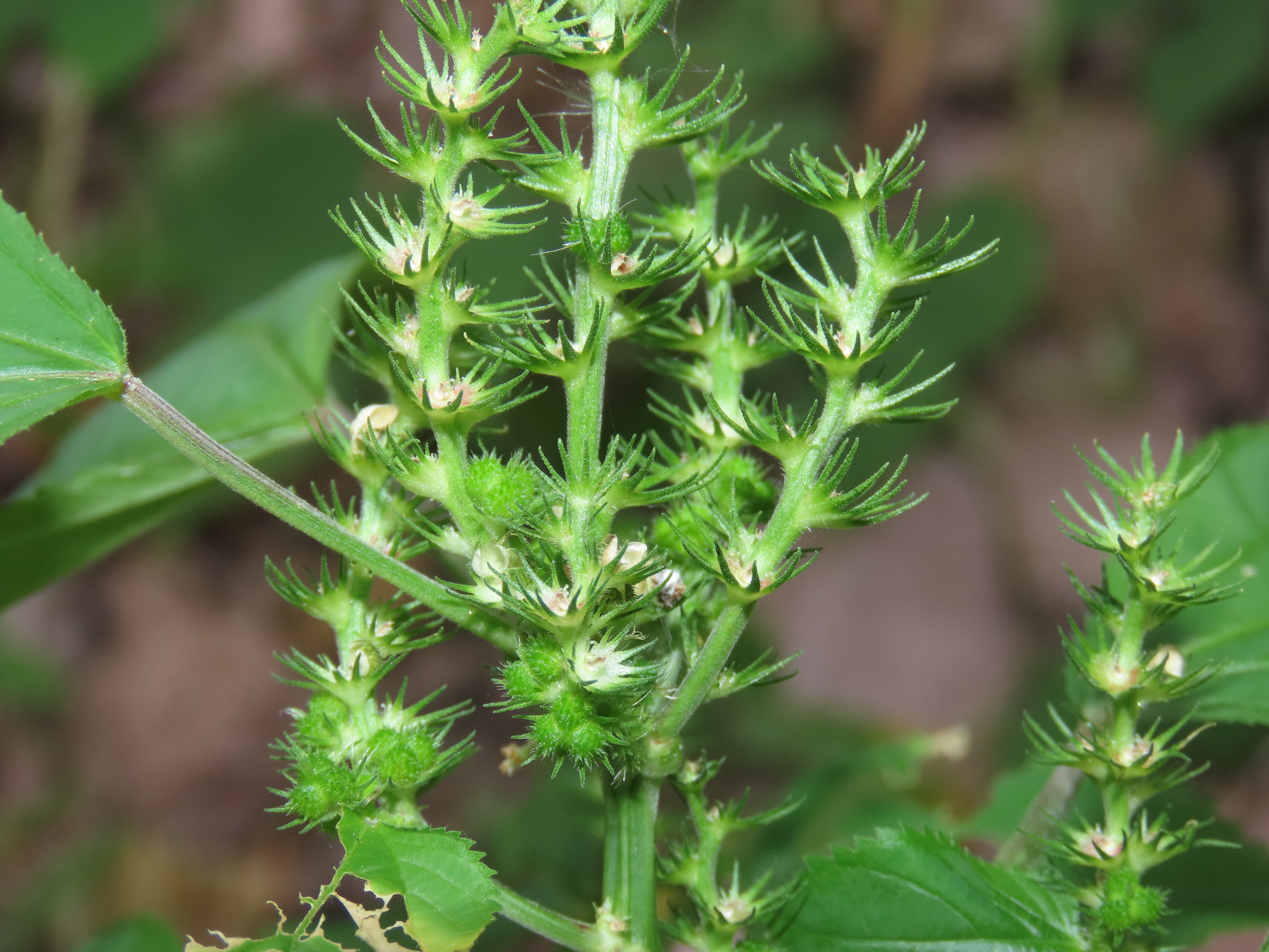 Acalypha persimilis Müll.Arg.