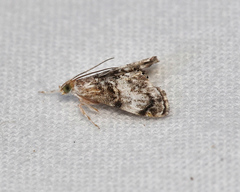 Dicymolomia grisea