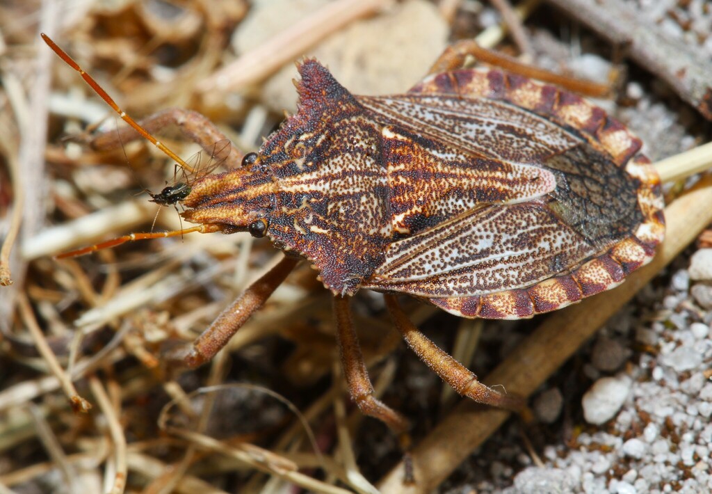 Orthoschizops humeralis