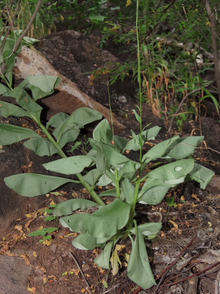 Talinum sonorae, Cañada Guadalupe