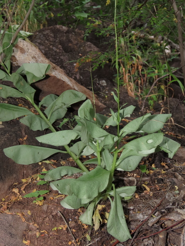Talinum sonorae