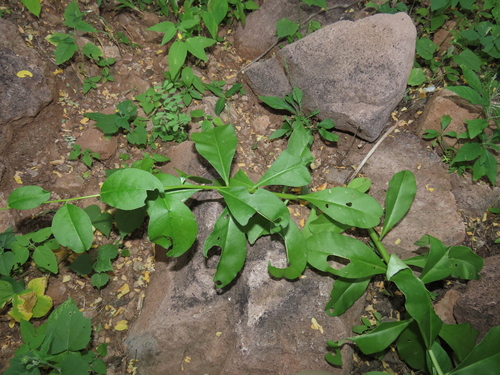 Talinum sonorae