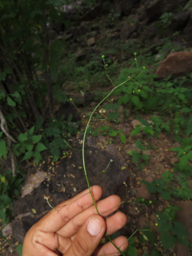 Talinum sonorae