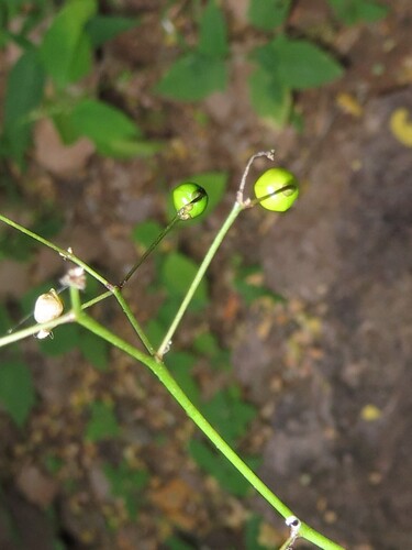 Talinum sonorae