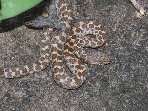 Baja California Night Snake