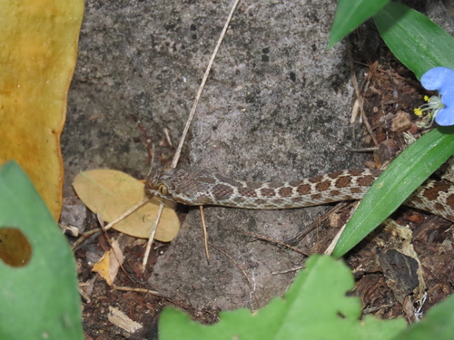 Baja California Night Snake