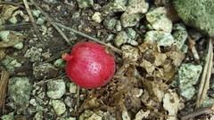 Hernandia nymphaeifolia