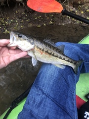 Micropterus henshalli