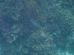 Lutjanus fulviflamma