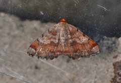 Macaria distribuaria