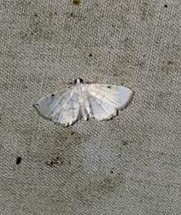 Neurophyseta