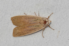Palpidia pallidior