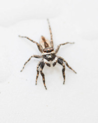 Menemerus bivittatus