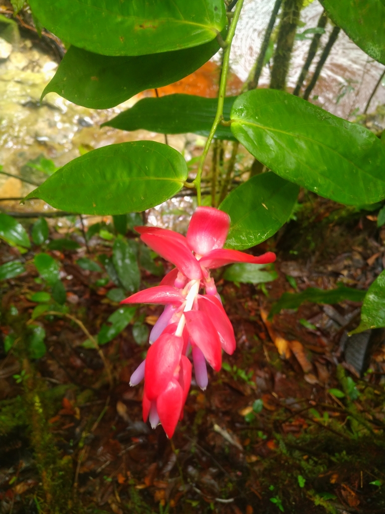 Cavendishia sirensis