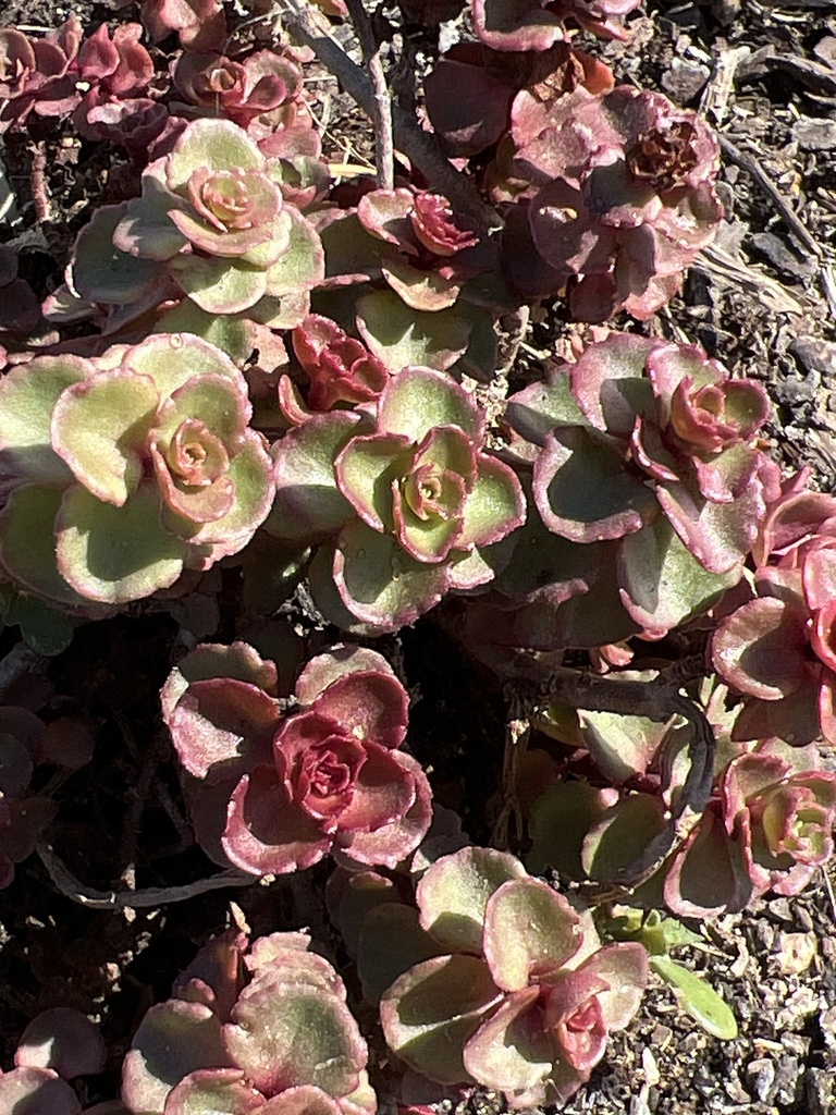 Sedum crenatum (Desf.) Boiss. 2