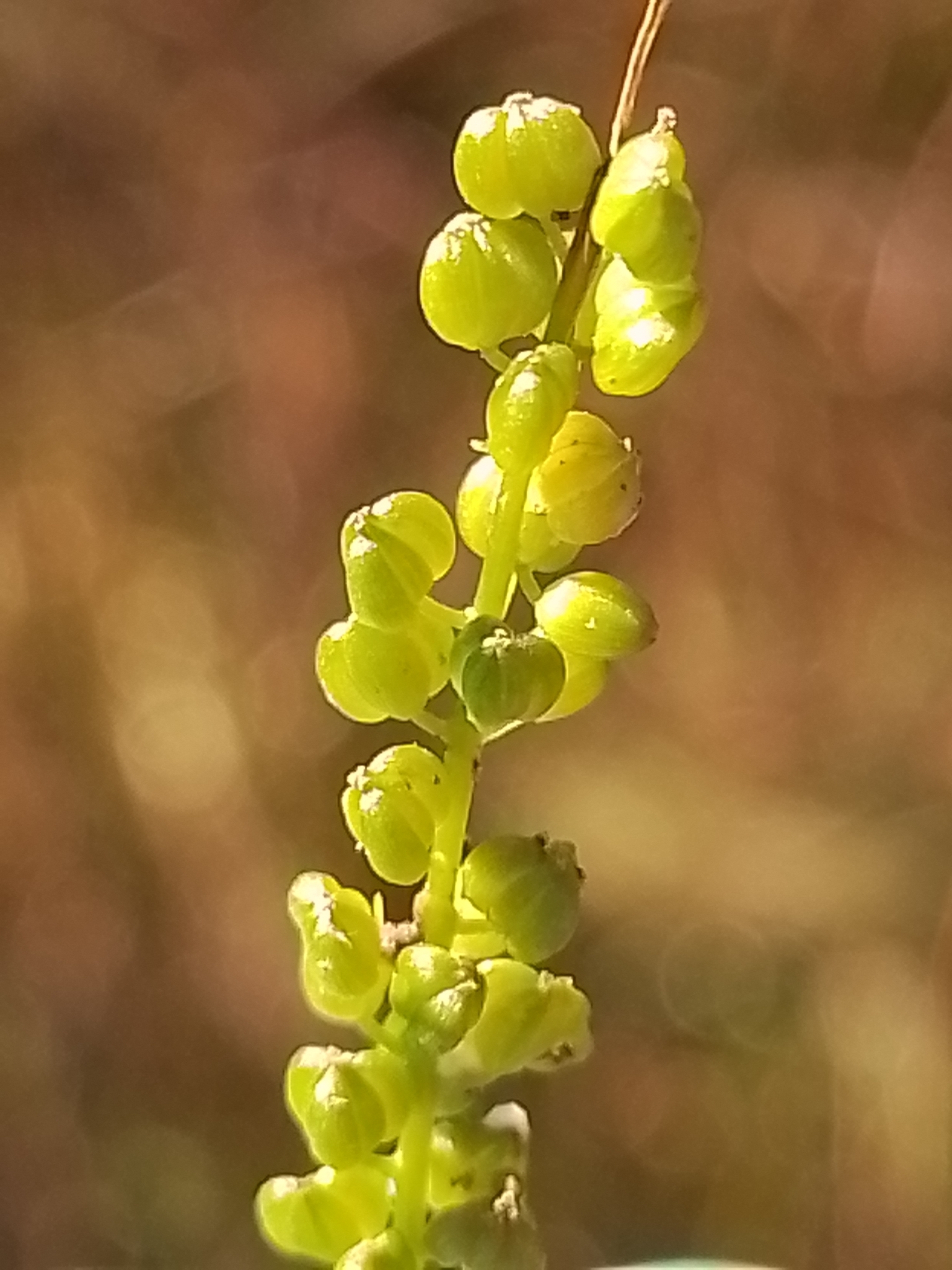 Triglochin striata