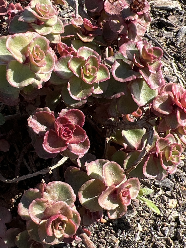 Sedum spurium M.Bieb. 2