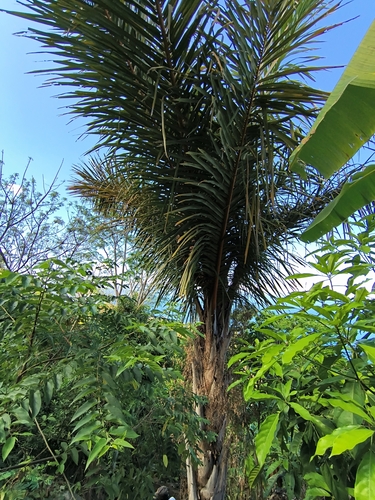 Raphia farinifera, photograph 4