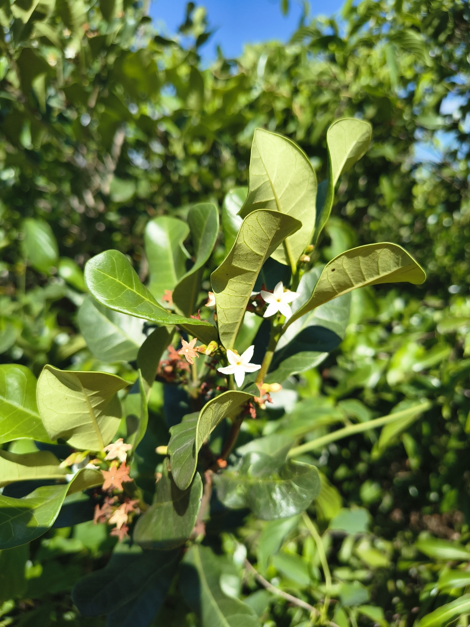 Mascarenhasia arborescens