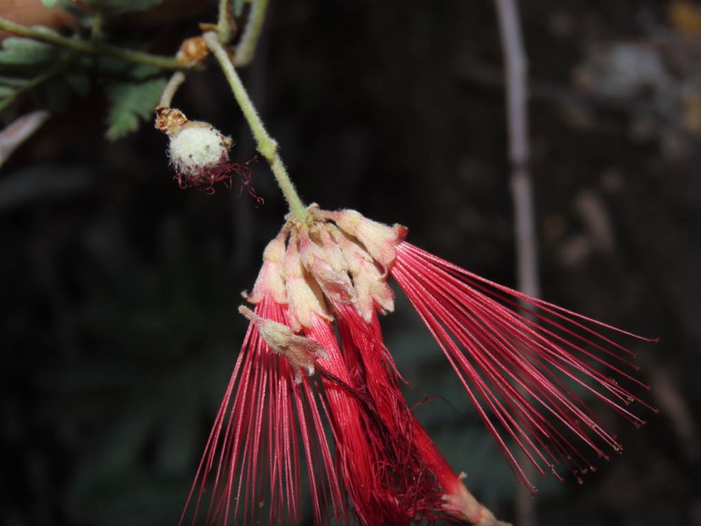 Calliandra pilocarpa
